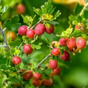 Sweet Gooseberry Plant Live Pixwell Bush - 6-12 Inch Starter Bareroot Gooseberry Tree