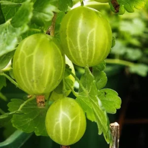 Sweet Gooseberry Plant Live Pixwell Bush - 6-12 Inch Starter Bareroot Gooseberry Tree