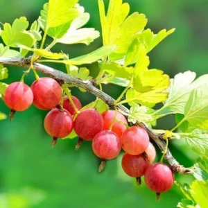 Sweet Gooseberry Plant Live Pixwell Bush - 6-12 Inch Starter Bareroot Gooseberry Tree