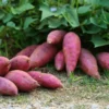 Sweet Potato Cuttings - 10 Vine Plant Starts for Home Gardens