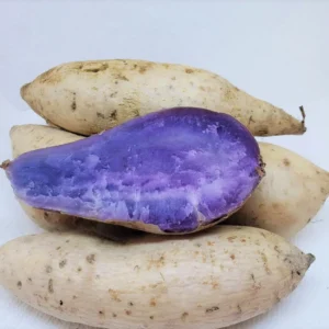 Sweet Potato Cuttings Ready to Plant - High Yield Slips for Home Gardens