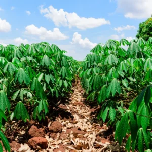 Sweet Yuca Cassava Cuttings for Planting - Manihot Cassava Root - Outdoor Growing