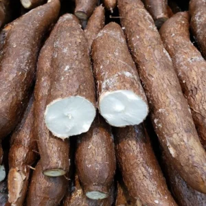 Sweet Yuca Cassava Cuttings for Planting - Manihot Cassava Root - Outdoor Growing