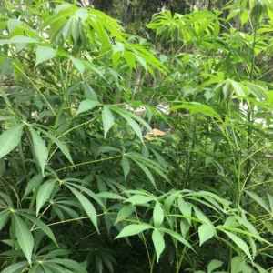 Sweet Yuca Cassava Cuttings for Planting - Manihot Cassava Root - Outdoor Growing