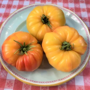 Tomato Plants - Rare Old Variety - 4 Live Plants - 6-10