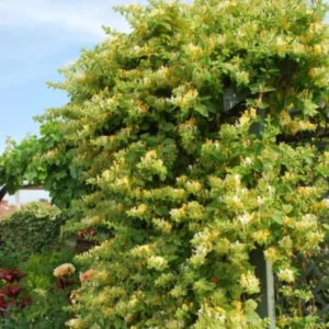 Variegated Honeysuckle Live Plant - Climbing Vine - Fragrant Honeysuckle