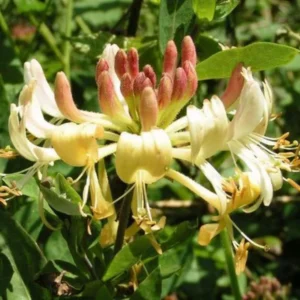 Variegated Honeysuckle Live Plant - Climbing Vine - Fragrant Honeysuckle