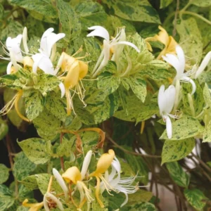 Variegated Honeysuckle Live Plant - Climbing Vine - Fragrant Honeysuckle