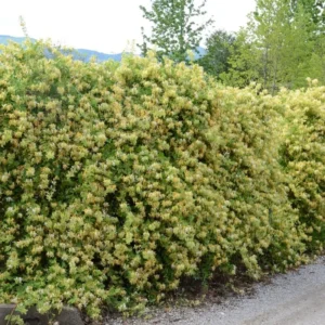 Variegated Honeysuckle Live Plant - Climbing Vine - Fragrant Honeysuckle