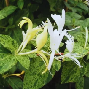 Variegated Honeysuckle Live Plant - Climbing Vine - Fragrant Honeysuckle