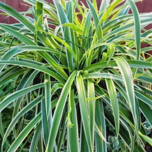 Variegated Spider Plant - 4 Inch Potted Houseplant - Easy Care