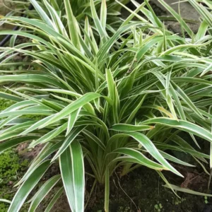 Variegated Spider Plant - 4 Inch Potted Houseplant - Easy Care