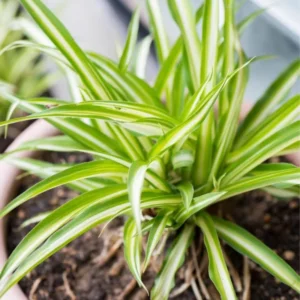 Variegated Spider Plant - 4 Inch Potted Houseplant - Easy Care