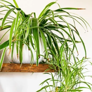 Variegated Spider Plant - 4 Inch Potted Houseplant - Easy Care