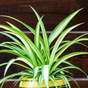 Variegated Spider Plant - 4 Inch Potted Houseplant - Easy Care