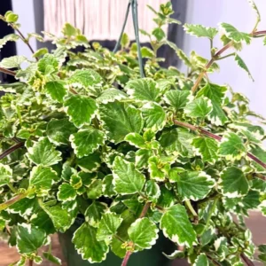 Variegated Swedish Ivy Plants, 4 Inch Pots, Indoor Vine House Plants