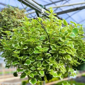 Variegated Swedish Ivy Plants, 4 Inch Pots, Indoor Vine House Plants