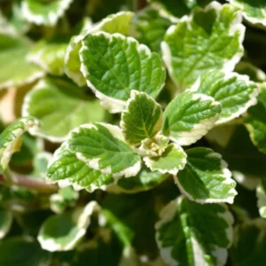 Variegated Swedish Ivy Plants, 4 Inch Pots, Indoor Vine House Plants