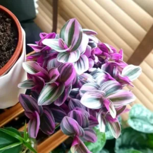 Wandering Jew Live Plant - Pink Indoor Houseplant - Easy Care