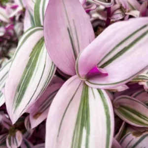 Wandering Jew Live Plant - Pink Indoor Houseplant - Easy Care