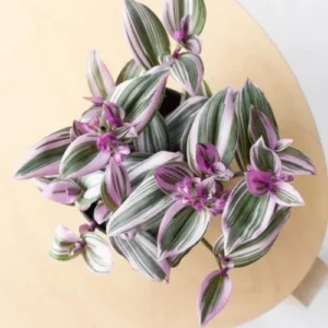 Wandering Jew Live Plant - Pink Indoor Houseplant - Easy Care