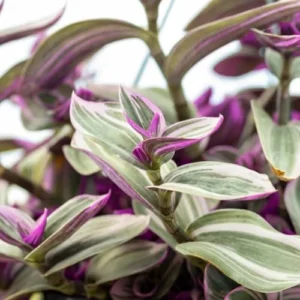 Wandering Jew Live Plant - Pink Indoor Houseplant - Easy Care