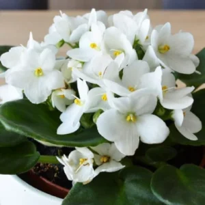 White African Violet Live Plant - 4 Inch Pot Flowering Perennial Houseplant