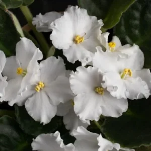 White African Violet Live Plant - 4 Inch Pot Flowering Perennial Houseplant