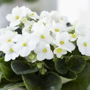 White African Violet Live Plant - 4 Inch Pot Flowering Perennial Houseplant