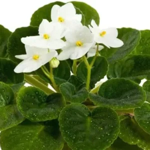 White African Violet Live Plant - 4 Inch Pot Flowering Perennial Houseplant