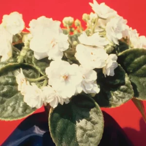 White African Violet Live Plant 4 Inch Potted Indoor Outdoor Flower Plant