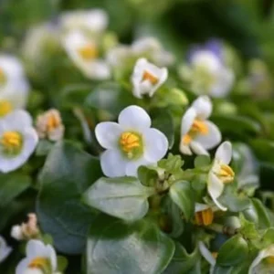 White African Violet Live Plant 4 Inch Potted Indoor Outdoor Flower Plant