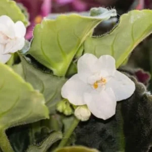 White African Violet Live Plant 4 Inch Potted Indoor Outdoor Flower Plant