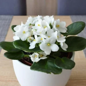 White African Violet Plant Live Flowering in 4 Inch Pot Houseplant