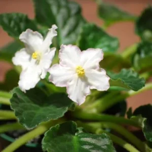 White African Violet Plant Live Flowering in 4 Inch Pot Houseplant