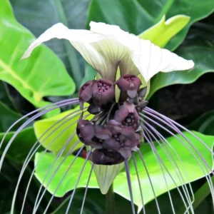 White Bat Flower Live Plant - Tacca Plant in 2 Inch Pot - Exotic Orchid