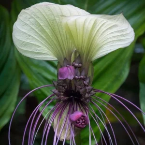 White Bat Flower Live Plant - Tacca Plant in 2 Inch Pot - Exotic Orchid