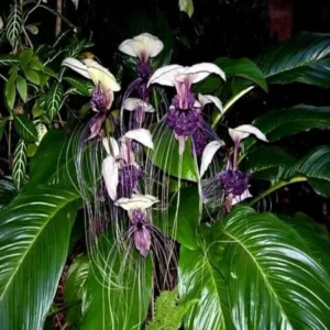 White Bat Flower Live Plant - Tacca Plant in 2 Inch Pot - Exotic Orchid