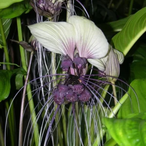 White Bat Flower Live Plant - Tacca Plant in 2 Inch Pot - Exotic Orchid