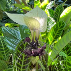 White Bat Flower Live Plant - Tacca Plant in 2 Inch Pot - Exotic Orchid