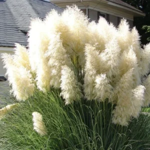 White Pampas Grass Plants Live - 4 Pack Fully Rooted Ornamental Grasses