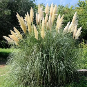 White Pampas Grass Plants Live - 4 Pack Fully Rooted Ornamental Grasses