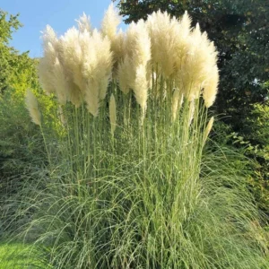 White Pampas Grass Plants Live - 4 Pack Fully Rooted Ornamental Grasses