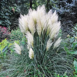 White Pampas Grass Plants Live - 4 Pack Fully Rooted Ornamental Grasses