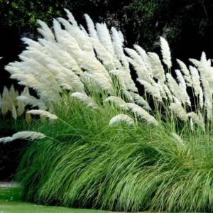 White Pampas Grass Plants Live - 4 Pack Fully Rooted Ornamental Grasses