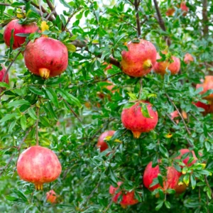 Wonderful Pomegranate Tree Live Plant 10-12 Inch Fruit Bush Indoor/Outdoor