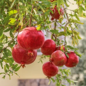 Wonderful Pomegranate Tree Live Plant 10-12 Inch Fruit Bush Indoor/Outdoor