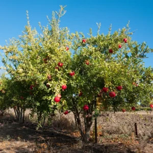 Wonderful Pomegranate Tree Live Plant 10-12 Inch Fruit Bush Indoor/Outdoor