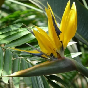 Yellow Bird of Paradise Live Plant - 5-10 Inch Tropical Outdoor Plant Strelitzia Reginae