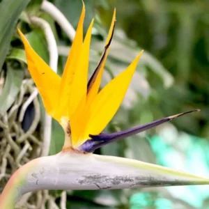 Yellow Bird of Paradise Plant Live Houseplant 5-10 Inches Tropical Strelitzia Reginae Bush